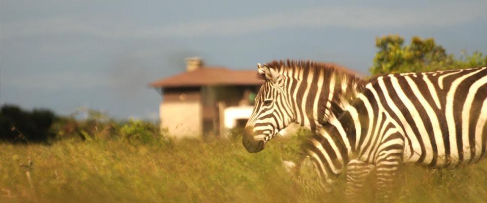 Ol Pejeta Holiday Villas Nanyuki Exterior foto