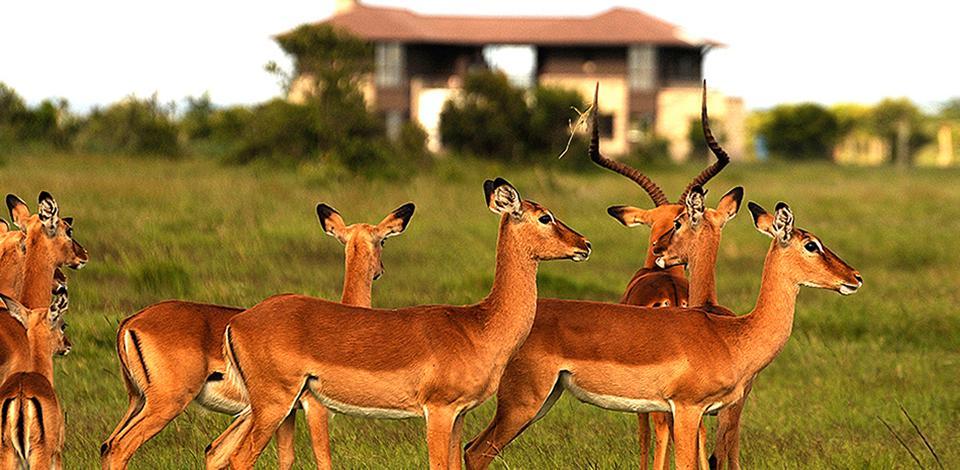 Ol Pejeta Holiday Villas Nanyuki Exterior foto