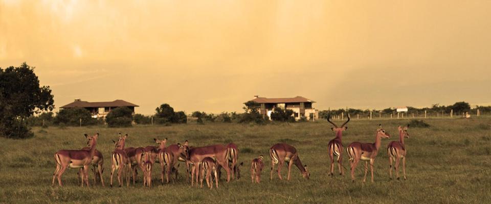 Ol Pejeta Holiday Villas Nanyuki Exterior foto